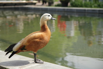 red duck