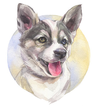 Portrait of cute Siberian Husky dog. Hand painted watercolor illustration.