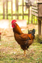 Rooster is the king of the chicken house.
