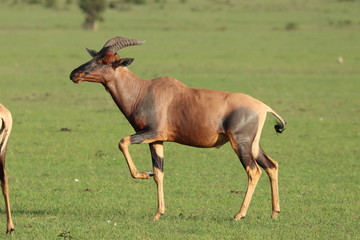 Topi male in the african savannah.