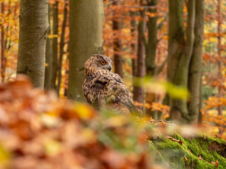 Eurasian eagle-owl (Bubo Bubo) in colorful autumn forest. Eurasian eagle owl sitting on tree. Owl in colorful autumn forest.