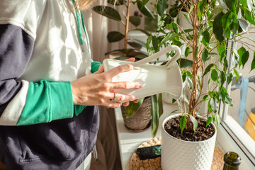 woman's hands watering plants in home. Making homework. Domestic life concept © lamapacas