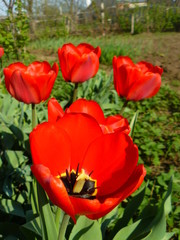 poppy flower red color four