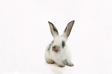 白背景の1匹の子ウサギ