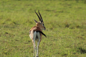 Thomson's gazelle in the african savannah.
