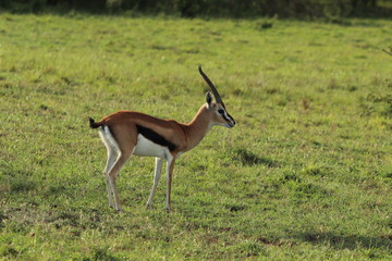 Thomson's gazelle in the african savannah.