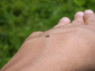 small and dangerous tick on a hand 