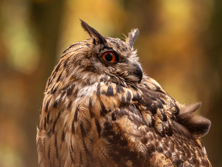 Eurasian eagle-owl (Bubo Bubo) in colorful autumn forest. Eurasian eagle owl sitting on tree. Owl in colorful autumn forest.