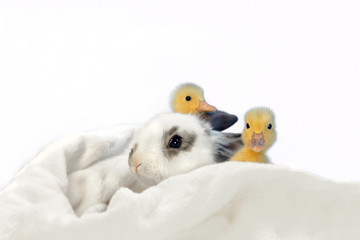 子うさぎと2羽のアヒルの雛