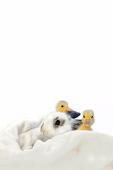 子うさぎと2羽のアヒルの雛