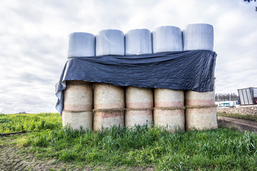 Cylindrical bales of silo lie above straw bales, which are covered from the rain with a black plastic membrane.Industrial dairy farm.Podlasie, Poland.