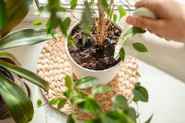 woman's hands watering plants in home. Making homework. Domestic life concept