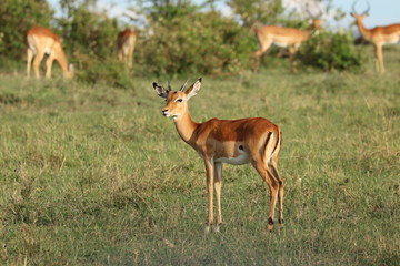 Naklejka na ściany i meble Impala in the african savannah.