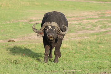 Cape buffalo in the african savannah.