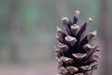 Naklejka na ściany i meble pine cone on a blurry background