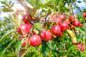 Red apple group on tree