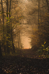 Naklejka premium Licht im Wald 