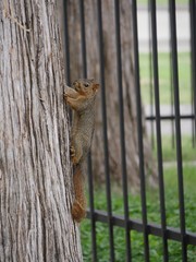 Squirrel climbing up a tree, portrait shot