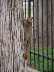 Squirrel climbing up a tree, looking sideways