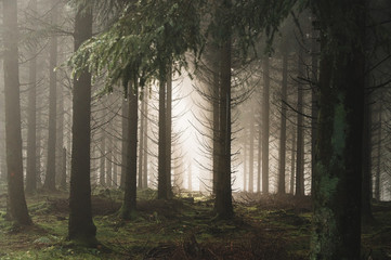 Tannenwald im Nebel 