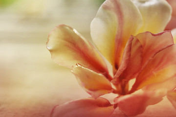 Fototapeta na wymiar Soft focus blur style Plumeria flower