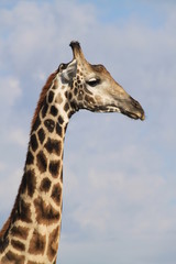Girafe