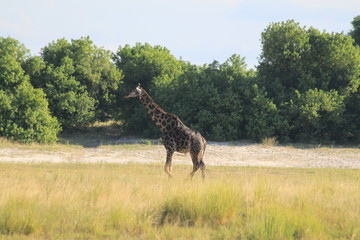 Girafe