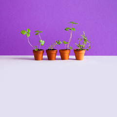 4 flower pots with young sprouts sprigs of wild strawberry and thyme. Garden plants with green leaves in brown clay pots. Minimal gardening breeding background. Purple gray backdrop. copy space.