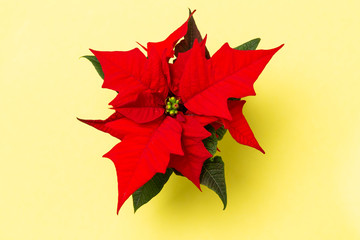 Ein Weihnachtsstern wurde auf farbigem Grund arrangiert, minimalistische Darstellung