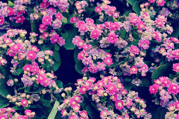beautiful close up begonia flower in the garden with retro vintage tone color filter