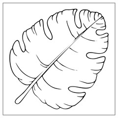 Vector isolated palm leaf on white background.