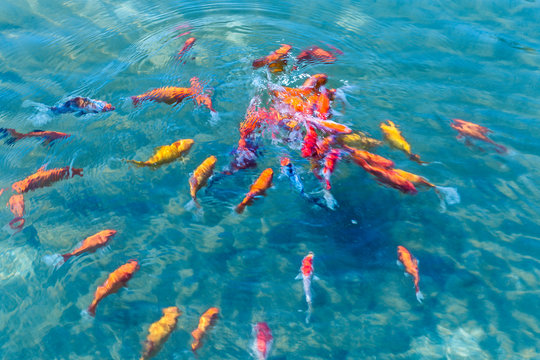 goldfish swimming underwater in a pond