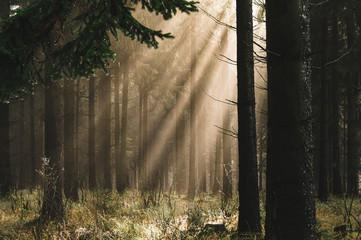 Sonnenstrahlen im Wald