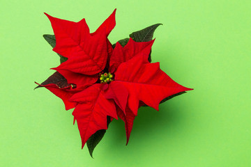 Ein Weihnachtsstern wurde auf farbigem Grund arrangiert, minimalistische Darstellung