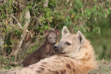 Fotobehang Hyena Gevlekte hyena moeder en welp.  © Marie