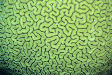Grooved brain coral