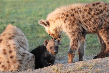 Obraz premium Spotted hyena cub.