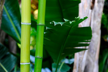 Obraz premium jardines costa brava bambu