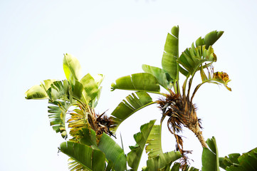  jardines costa brava platanero