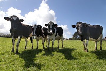 Vaches en Bretagne