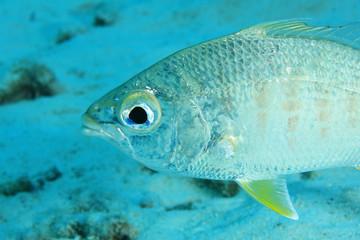 Yellow fin mojarra fish