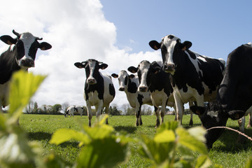 Vaches en Bretagne