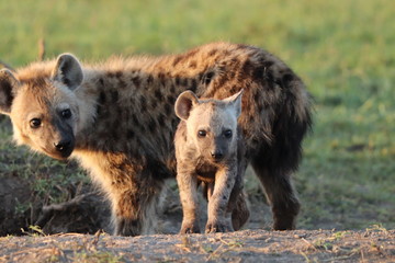 Spotted hyena cub.