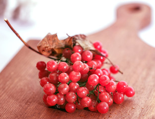 Fresh berries of viburnum
