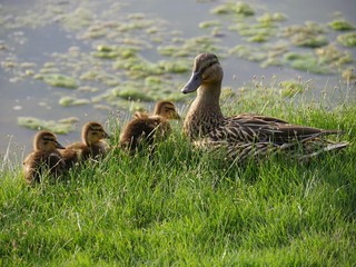 Side view shot of a mother duck with ducklings in the lakeside