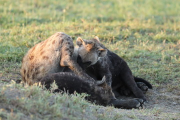 Hyena cub nursing from its mom.