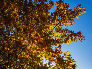 Yellow oak leaves (lat. Quercus) grow on the branches of a tree against a cloudless blue sky on an autumn sunny day.