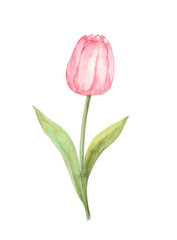 Pink tulip watercolor painting flower on isolated white background hand painted element for card, wall art, clip art or your design