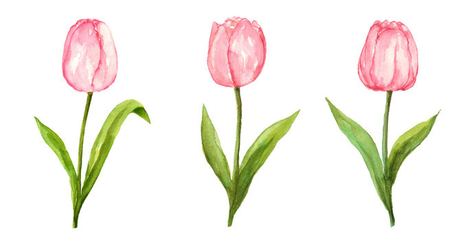 Pink tulip watercolor painting flower set on isolated white background hand painted elements for card, wall art, clip art or your design