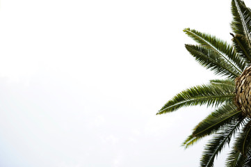 Obraz premium Palmera